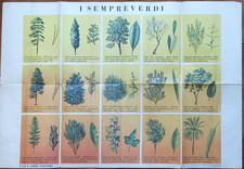 I SEMPREVERDI - Tavola all. al