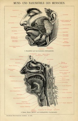 Antica stampa 1889 - stampa,