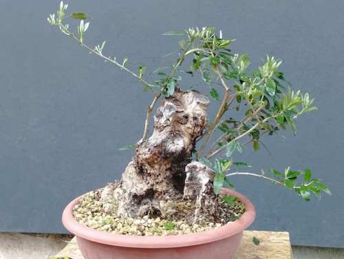 Bonsai olivastro 30x20cm - bonsai,