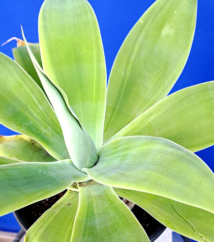 Agave attenuata green - agave,