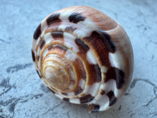 Conus barthelemyi riunione - barthelemyi, •