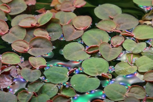 Pianta per acquario - pianta,