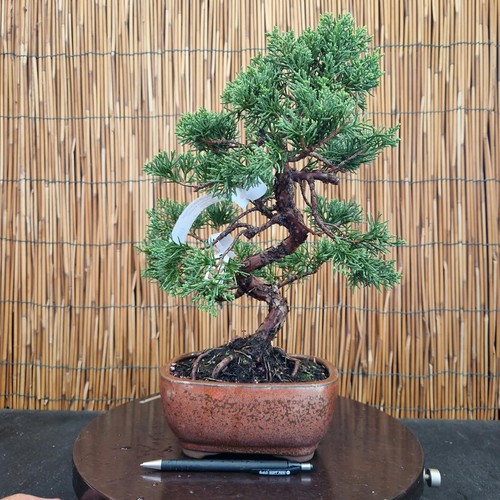 Bonsai ginepro kishu - bonsai, h