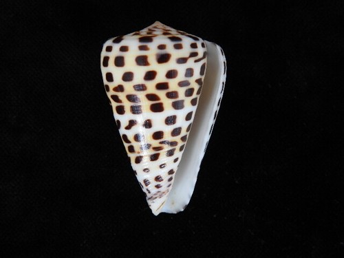 Sea shell conus - conus, eburneus