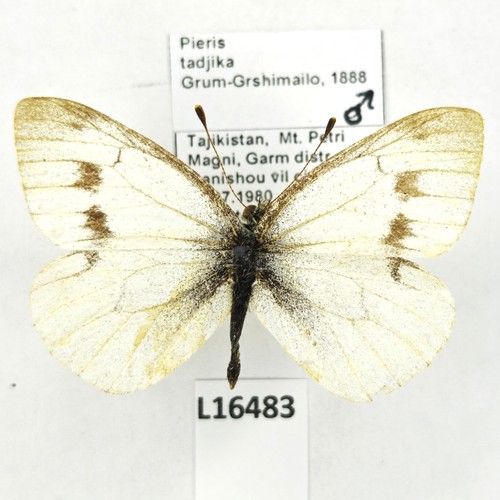 Pieridae pieris tadjika - pieris,