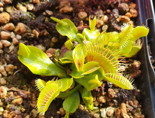 Dionaea muscipula phalanx - muscipula,