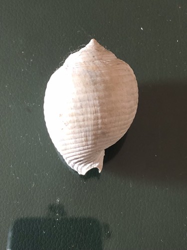 Semicassis laevigata fossile - semicassis,