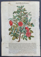 Stampa antica 1565 pietro