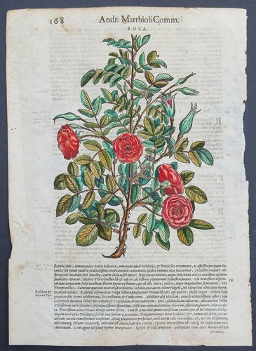 Stampa antica 1565 - , pietro