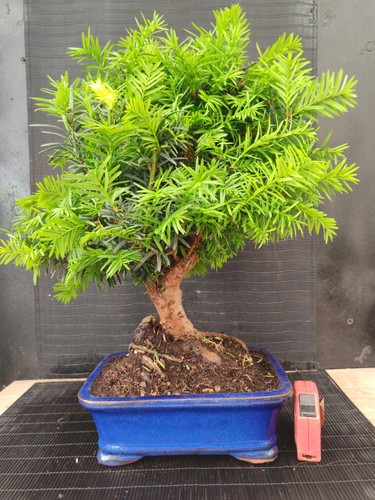 Bonsai tasso cm visita - 45, il