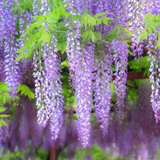 10 Semi Semi Di Glicine Appesi