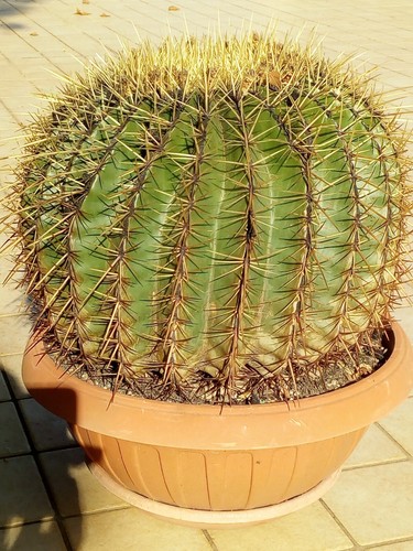 Coppia echinocactus - di,