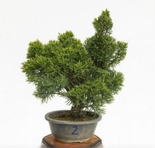 Bonsai Ginepro kishu - n2