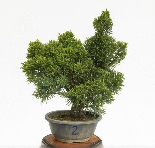 Bonsai ginepro kishu - bonsai,