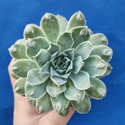 Echeveria hyalina - echeveria, "hyalina
