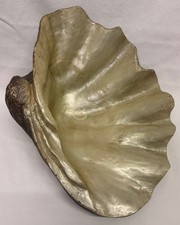 Singola valva conchiglia