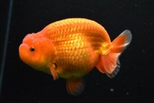 Ranchu buffalo selezionato - buffalo,