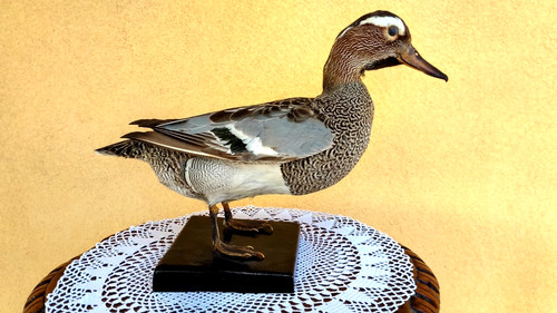 Trofeo caccia esemplare - di,