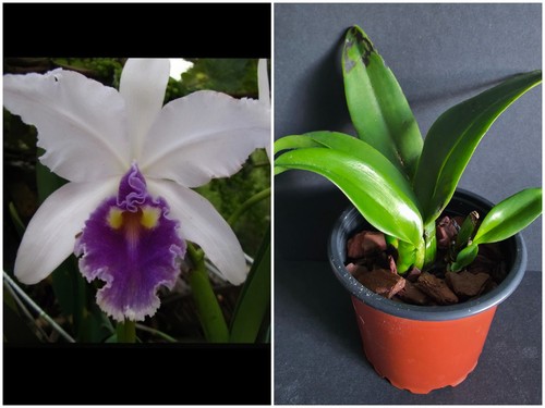 Orchidea cattleya warscewiczii - orchidea,