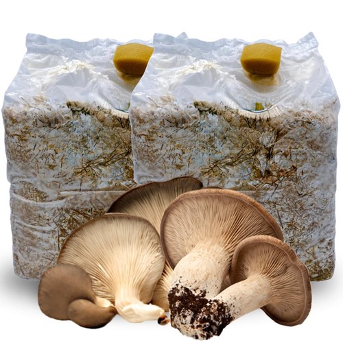 Acquaverde kit coltivazione - acquaverde,