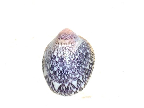 Septaria porcellana amazing - septaria,