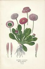 Stampa antica FIORI MARGHERITA