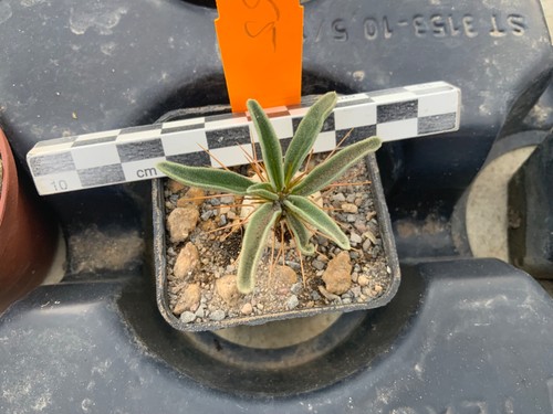 365 pachypodium namaquanum - 365,