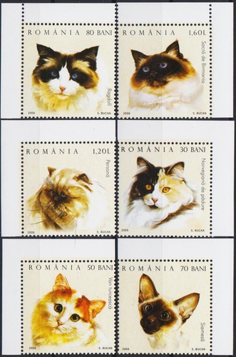 Romania 2006 gatti norvegese - romania,