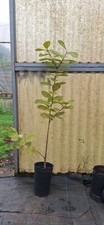 Psidium longipetiolatum -