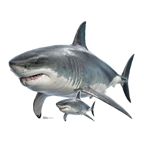 Great white shark - white,
