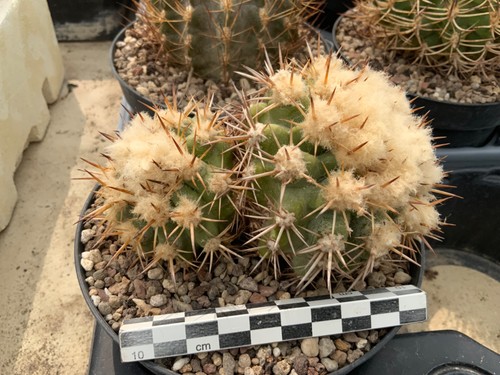 048 copiapoa cinerascens - 048,