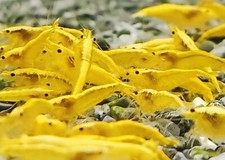 Lotto 50+5 Omaggio Neocaridine Yellow Golden Back/acquario/caridine/gamberetti