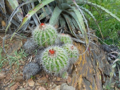 Parodia procera semi - -, –