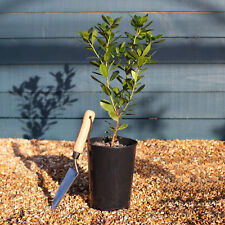 Corbezzolo "Arbutus unedo" strawberry tree pianta da frutta in vaso bio ø8 cm
