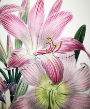 1841, J.W. LOUDON FINEST 1° EDIZIONE ANTICO BULBO ACQUERELLO ORIGINALE VKF