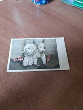 Cartolina coppia barboncini - coppia,