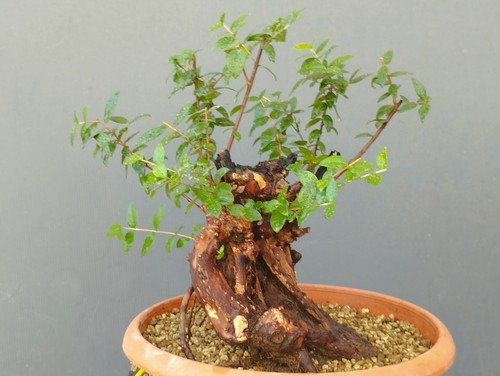Bonsai mirto 30x20cm in - bonsai,