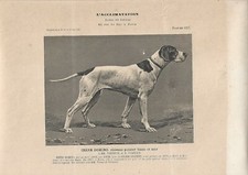 Stampa antica CANE razza POINTER BIANCO E NERO FEMMINA 1912 Antique print dogs