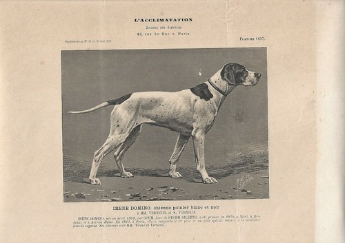 Stampa antica cane razza - antica,