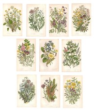 Antique Prints FLOWERS FIELD