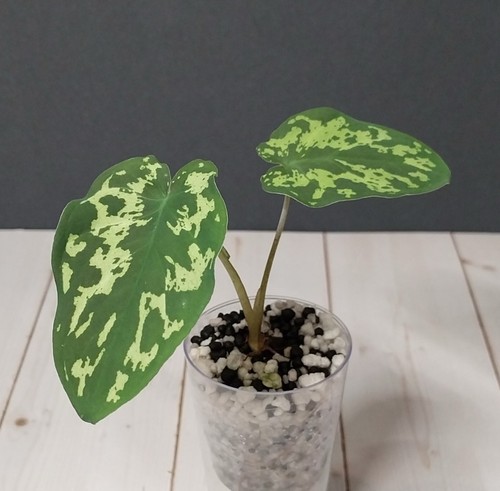 Variegated alocasia hilo - variegated,