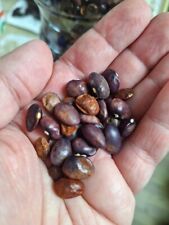 Fagiolo viola turco - fagioli