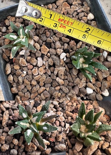 Ariocarpus kotschoubeyanus