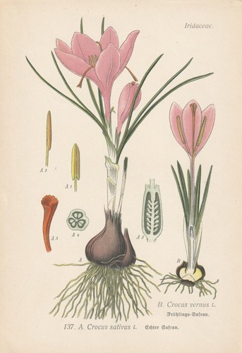 Safran vero crocus vernus - vero,