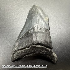 Authentic carcharodon