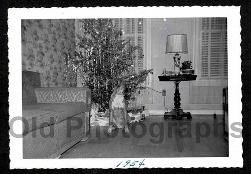 Profilo bella famiglia cane - bella,