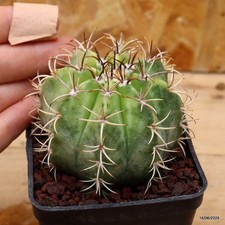 Melocactus matanzanus