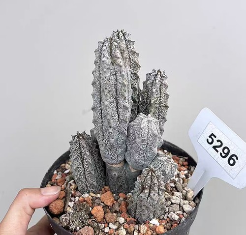 Multi teste euphorbia - multi,