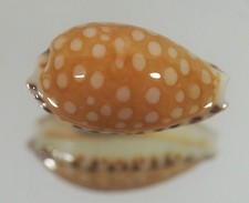 CYPRAEA CUMINGII ASTARYII OTTIMO