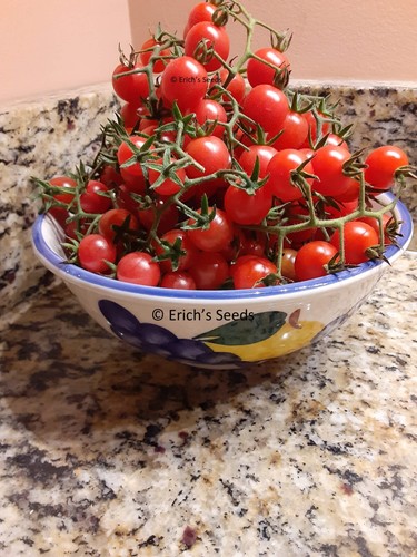 Florida everglades tomato - florida,